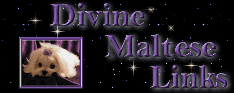 Divine Maltese favorite links banner